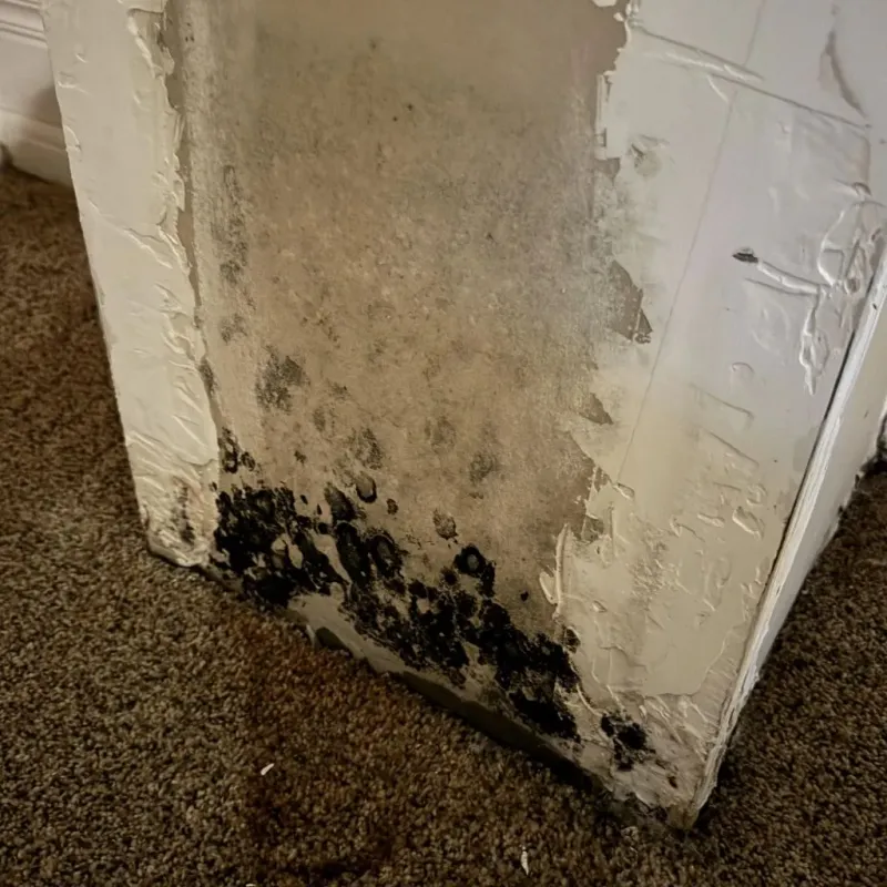 Professional Mold Removal in Newport, RI